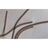 Tenebriella amphibia