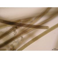 Tenebriella amphibia