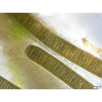 Tenebriella amphibia