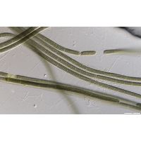 Tenebriella curviceps