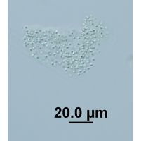 Aphanocapsa delicatissima
