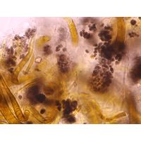 Aphanothece atrocrustacea