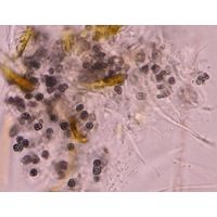 Aphanothece atrocrustacea