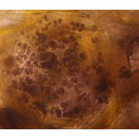 Aphanothece atrocrustacea