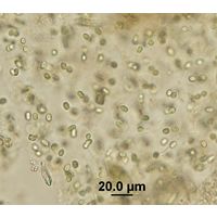 Aphanothece microscopica