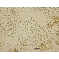Aphanothece microscopica