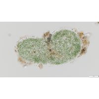 Aphanothece microscopica