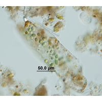 Aphanothece microscopica