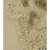 Aphanothece variabilis