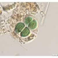 Chroococcus subnudus