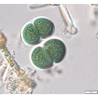 Chroococcus subnudus