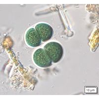 Chroococcus subnudus
