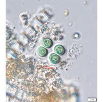 Chroococcus minutus