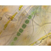 Chroothece mobilis