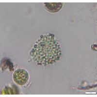Cyanogranis basifixa