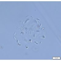 Cyanonephron elegans