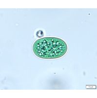 Cyanothece major