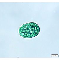 Cyanothece major