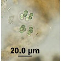 Eucapsis alpina