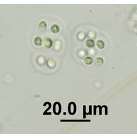 Eucapsis alpina