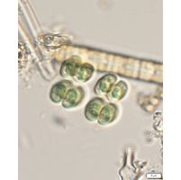 Eucapsis alpina