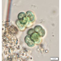 Eucapsis alpina