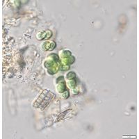 Eucapsis alpina