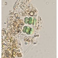 Eucapsis alpina