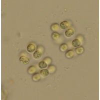 Eucapsis alpina