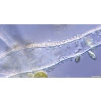 Geitleribactron periphyticum