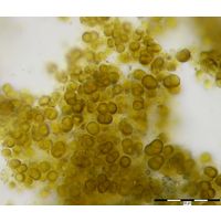 Gloeocapsopsis sp. 