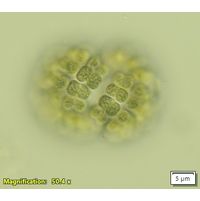 Gomphosphaeria aponina