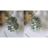 Gomphosphaeria aponina