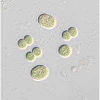Limnococcus limneticus