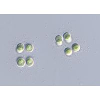 Limnococcus limneticus