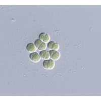 Limnococcus limneticus