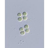 Limnococcus limneticus
