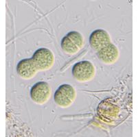 Limnococcus limneticus