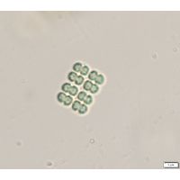 Merismopedia glauca