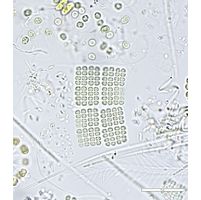 Merismopedia regularis