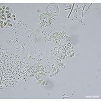 Merismopedia tenuissima