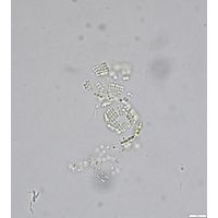 Merismopedia tenuissima