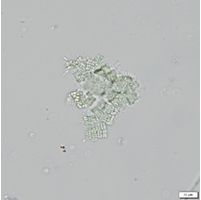 Merismopedia tenuissima