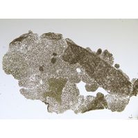 Microcystis microcystiformis