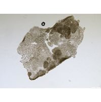 Microcystis microcystiformis