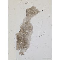 Microcystis microcystiformis