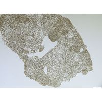 Microcystis microcystiformis