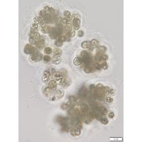 Microcystis viridis