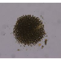 Microcystis novaceki