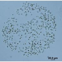 Microcystis smithii